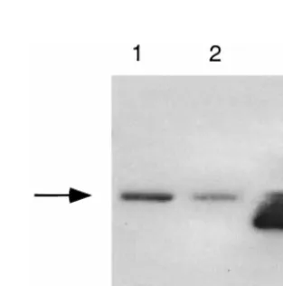 FIG. 3. Southern blot analysis of deletion mutations in dllanes 3 and 4,2, dl5-29. (A) UL5; viral DNAs digested with MluI and probed with plasmid pEH49
