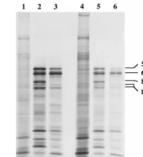 FIG. 8. Protein expression by wt and dlpulse-labeled with from 9.5 to 10 hpi. Lysates were prepared, and the proteinswere resolved by SDS-PAGE