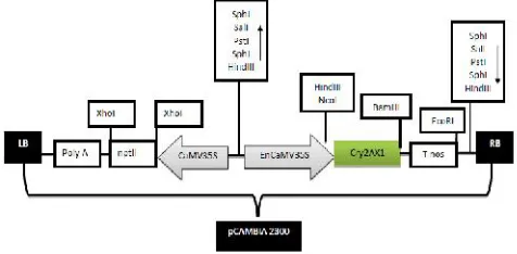 Fig. 1. Vector map of pCAMBIA2300-EnCaMV-nptCry2AX1-Tnos construct:LB: left border, poly A: CaMV35S terminator,II: neomycin phosphotransferase gene, CaMV35S:Cauliflower mosaic virus 35S Promoter, ECaMV35S:Enhanced Cauliflower mosaic virus 35S promoter, cry2AX1:gene of interest,Tnos: nopaline synthase terminator, RB: rightborder