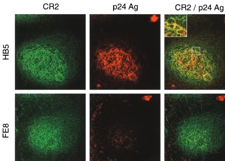 FIG. 2. Double staining for HIV-1 p24 antigen (Ag) and for CR2 of serial cryosections from tonsil tissue of patient 1