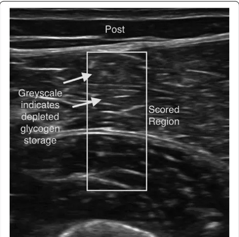 Figure 1 Ultrasonic scan from a subject with the rectangle area representing where images were segmented to isolate the muscle area underanalysis using a center crop within the muscle section 25 mm from the top of the muscle sheath.