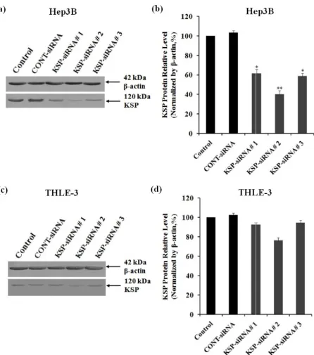 Fig. 2. Effect of KSP-siRNAs on KSP protein expression siRNAs on KSP protein expression in Hep3B cells and THLE-3 cells