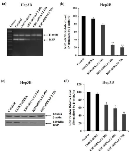Fig. 3.<0.05 and siRNA# 2 and Cont-siRNA and  h and 72 h after KSP-siRNA#2after siRNA transfection