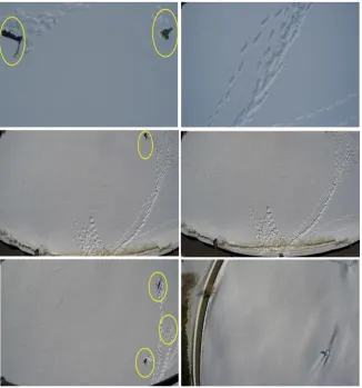 Fig. 2.6. Positive (left) and negative (right) frame snapshots from the second dataset