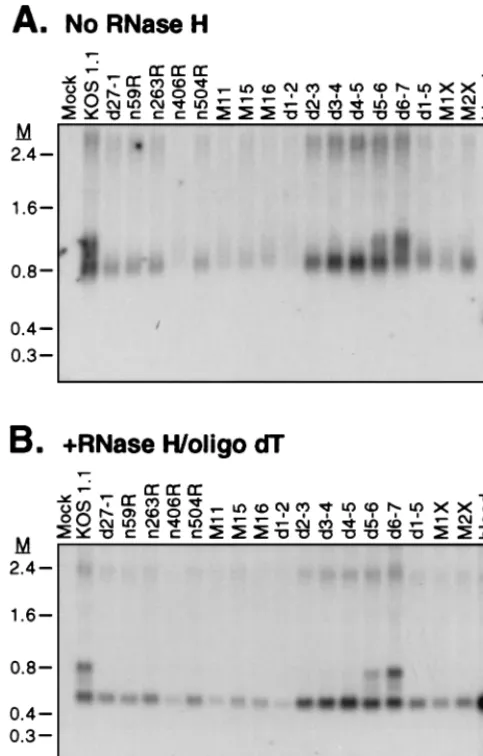 FIG. 2. Effect of ICP27 mutants on accumulation of �HeLa cells were infected with the indicated ICP27 mutant viruses at a multiplic-ity of 10 in the presence of PAA