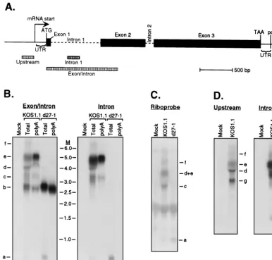 FIG. 4. Northern blot analysis detects more than one ICP0 intron-bearing transcript in KOS1.1-infected HeLa cells, and their accumulation requires ICP27