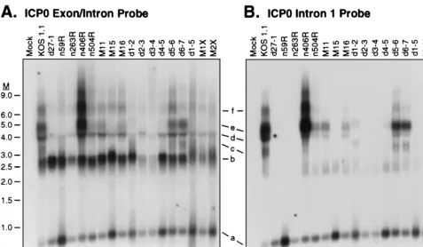 FIG. 5. Effect of ICP27 mutants on accumulation of ICP0 intron-bearing transcripts. HeLa cells were infected with the indicated viruses at a multiplicity of 10 inthe presence of PAA, and total RNA was harvested 6 h postinfection