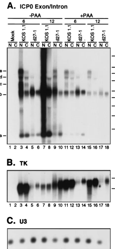 FIG. 7. Nuclear retention of all ICP0 transcripts is dramatically enhanced byviral DNA replication but is independent of ICP27