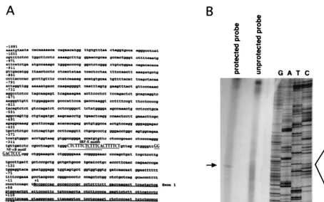 FIG. 1. (A) Nucleotide sequence of the mouse IL-15 5-ﬂanking region. These sequence data have been submitted to the GenBank database under accessiontranscription initiation site (G, denoted asS1 nuclease assay