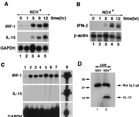 FIG. 2. (A) Parallel induction of IRF-1 and IL-15 mRNA in NDV� L929 cells. An RPA was carried out in NDV-infected L929 cells at 0, 1, 3, 6, and 12 hpostinfection