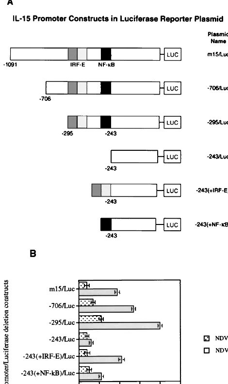 FIG. 4. Formation of the IRF-E–IRF-1 complex in NDV-infected L929 cells.A radiolabeled IRF-E probe from the IL-15 promoter region (CTTTCTCTTT