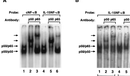 FIG. 6. Mutational analysis of IL-15 virus inducible element region. The �plasmids, no luciferase activity was observed