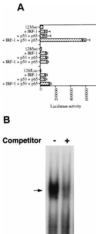 FIG. 8. The spacer sequence contributes to the IL-15 virus-inducible re-porter activity