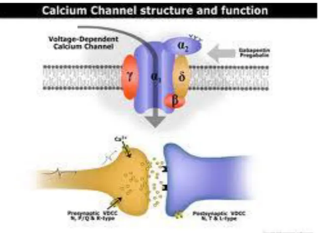 Fig-2: Structure of calcium channel  