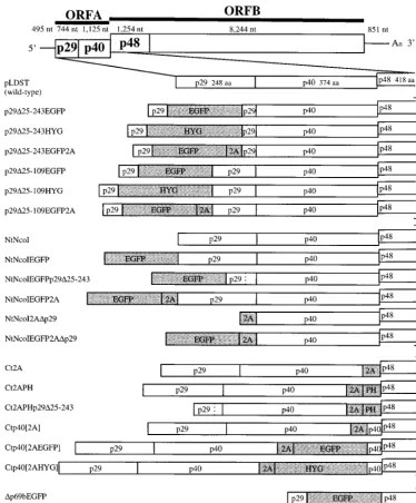 FIG. 1. Schematic representation of vector constructs. The genetic organization of the infectious cDNA clone of wild-type hypovirus CHV1-EP713 in plasmidpLDST (7) is shown at the top
