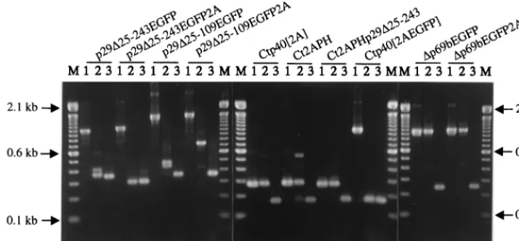 FIG. 4. ClampR analysis of dsRNA recovered from fungal colonies transfected with candidate expression vectors