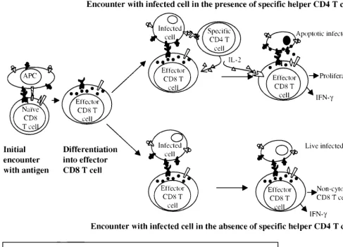 FIG. 6. Working model for regulation of CD8 T-cell-effector function. Following the initial TCR activation of a naive CD8 T cell, CD3�down-modulated and cytotoxic granule proteins are expressed as part of normal CD8 T-cell differentiation