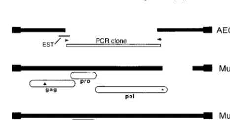 FIG. 2. Representation of three MusD elements. Thick lines are MusD se-quences, and the ﬁlled boxes indicate the LTRs