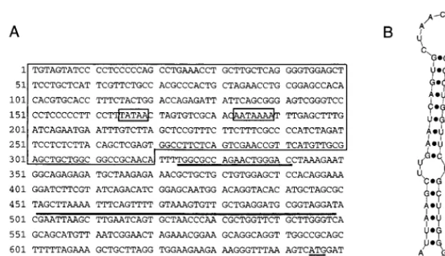 FIG. 4. (A) DNA sequence of the 5�The putative Lys-tRNA primer binding site is underlined, and the region forming the stem-loop structure shown in panel B is overlined