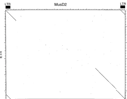 FIG. 6. Dot matrix nucleotide comparison of MusD2 and the ETn element at the tyrosinase locus (10)