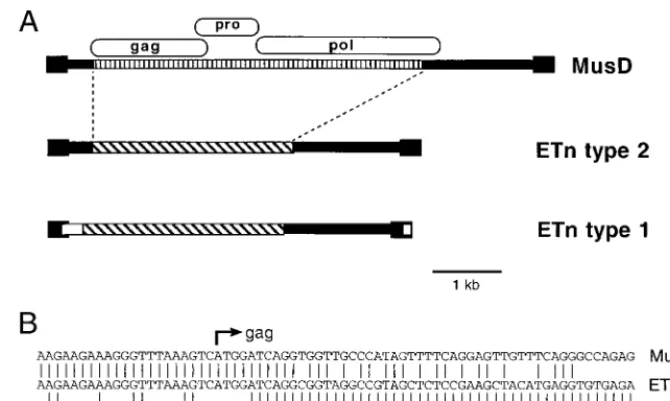 FIG. 8. (A) Representation of the relationship between MusD elements and ETns. The vertically striped region shows MusD-speciﬁc sequences