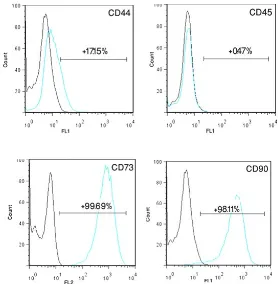 Fig. 1. Flowcytometry assay of adipose-derived derived stem cells. The expression of CD44, CD90 and CD73CD45 demonstrate the presence of mesenchymal stem cells.enchymal stem cells.73 and also no expression of 