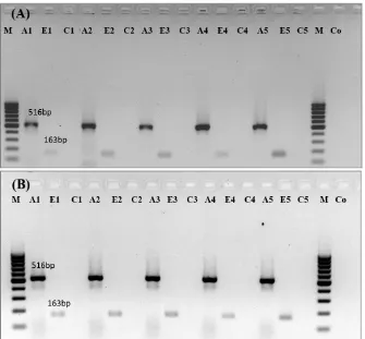 Figure 3.  Relative quantitation of ERG11 gene expression (normalized to house-keeping gene, actin) in fluconazole-susceptible and -resistant C