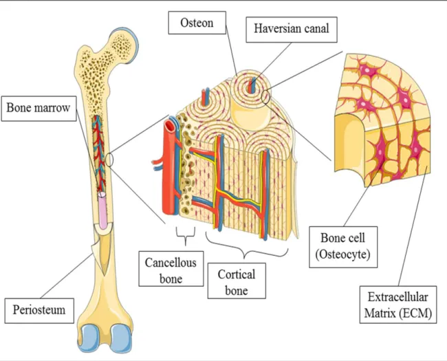 Figure 1.1: Schematic overview of bone, depicting gross overview and cellular distribution