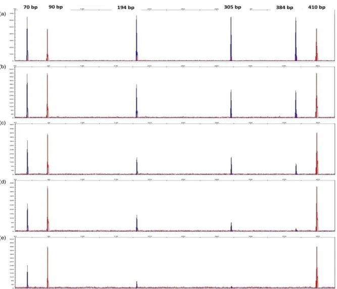 Figure 3.6:  Examples of electropherograms generated from 1 μl of DNA extract  (from a total of  200  μl)  extracted  from  pig  soft  muscle  tissues  at  (b)  159  ADD,  (c)  203  ADD,  (d)  295  ADD  and         (e) 338 ADD