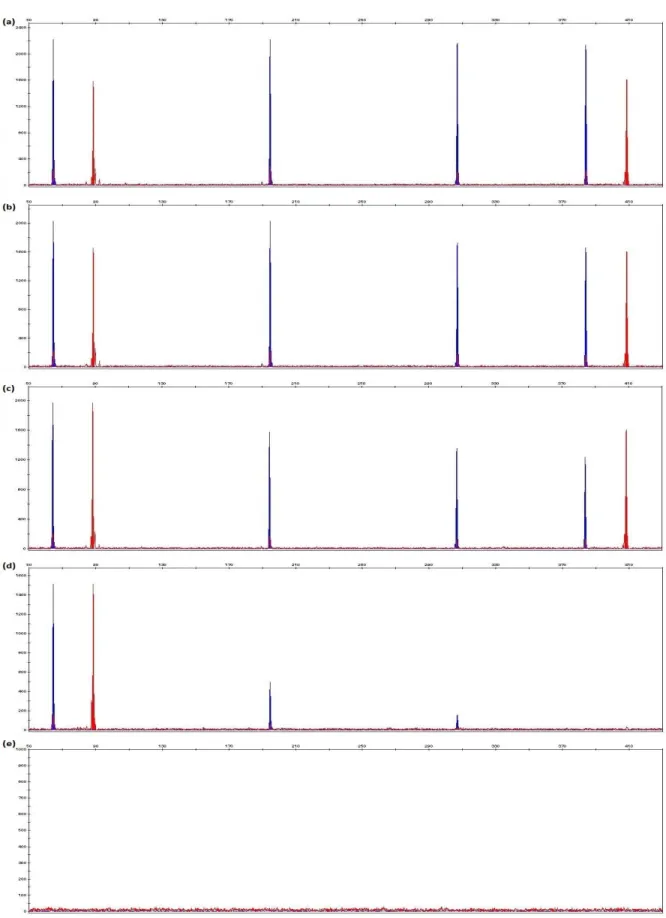 Figure  3.7:  Electropherograms  generated  from  1  ng  of  control  DNA  9947A  with  final  concentrations of (a) 6.25 ng/μl, (b) 12.5 ng/μl, (c) 25 ng/μl, (d) 50 ng/μl and (e) 100 ng/μl Human  Collagen Type 1 in 10μl PCR reaction.