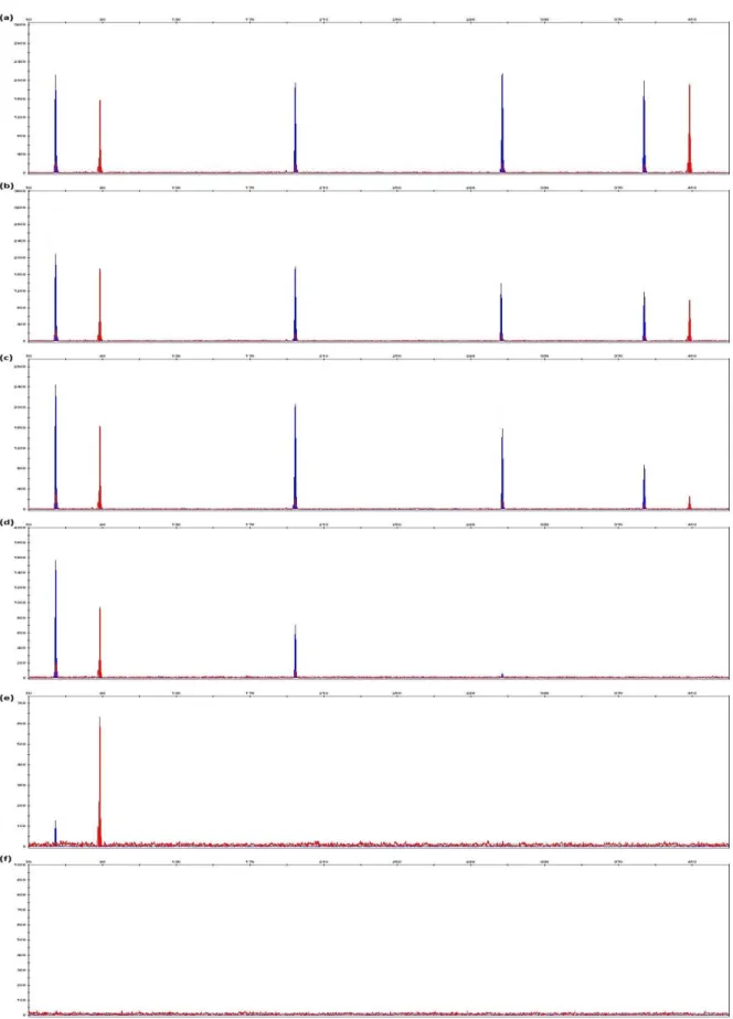 Figure  3.8:  Electropherograms  generated  from  1  ng  of  control  DNA  9947A  with  final  concentration of (a) 1.25 ng/μl, (b) 2.5 ng/μl, (c) 5 ng/μl, (d) 10 ng/μl, (e) 20 ng/μl and 40 ng/μl  humic acid in 10μl PCR reaction