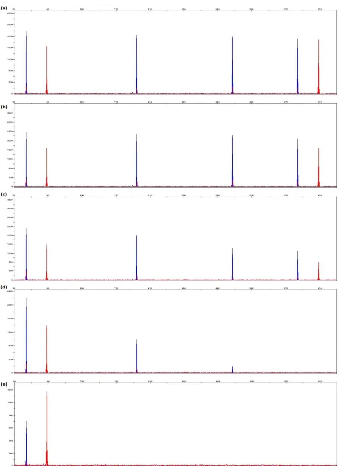 Figure  3.10:  Electropherograms  generated  from  1  ng  of  control  DNA  9947A  with  final  concentrations of (a) 2.5 ng/μl, (b) 5 ng/μl, (c) 10 ng/μl, (d) 20 ng/μl and (e) 40 ng/μl hematin in  10μl PCR reaction