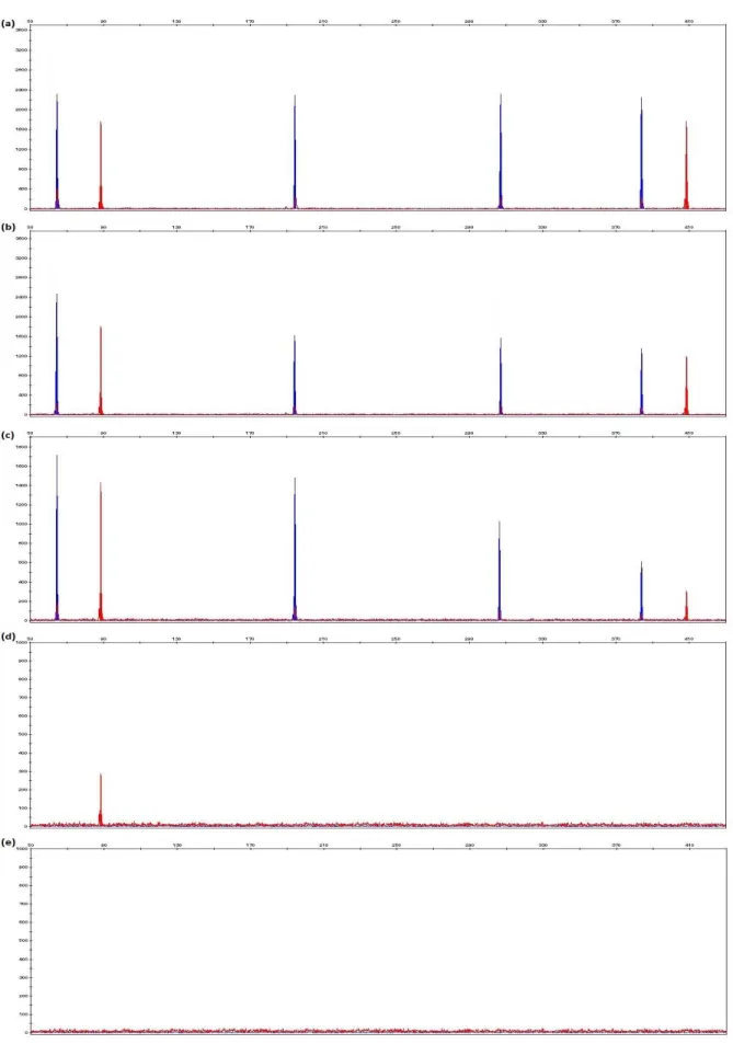 Figure  3.12:  Electropherograms  generated  from  1  ng  of  control  DNA  9947A  with  final  concentrations of (a) 0.625%, (b) 1.25%, (c) 2.5%, (d) 5% and (e) 9.9% phenol in 10μl PCR reaction