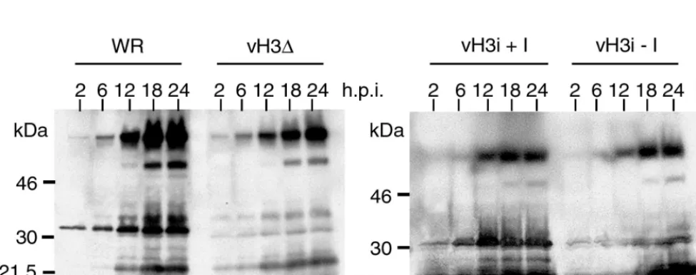 FIG. 4. Binding of infectious WR and vH3 to cells. Replicate wells ofcell and maintained on ice