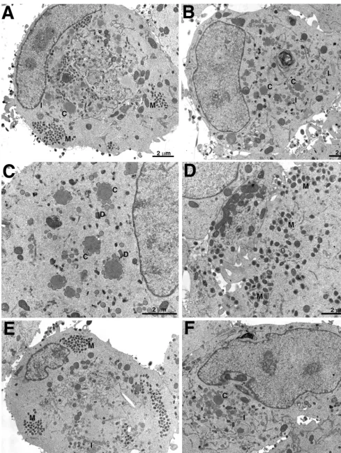 FIG. 6. Electron microscopy of ultrathin sections of infected cells. RK13 cells were infected with WR (A), vH3� (B to D), or vH3i in the presence (E) or absence(F) of IPTG and incubated for 23 h