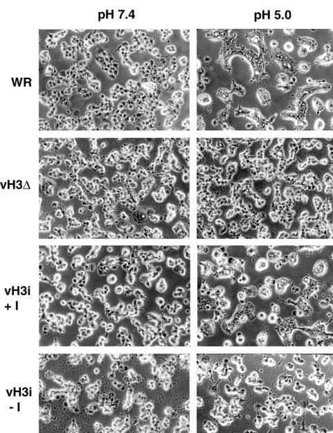 FIG. 9. Low-pH-induced fusion of infected cells. BS-C-1 cells were infected with WR, vH3�infection, the cells were immersed brieﬂy in buffer at pH 5.0 or 7.4