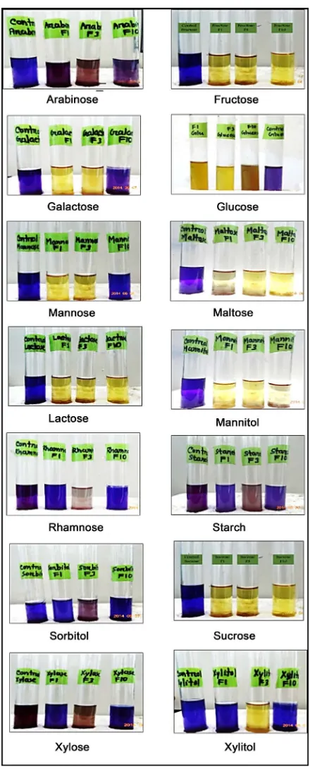 Figure 2. Different sugar fermentation abilities of isolated strains F-1, F-3 and F-10