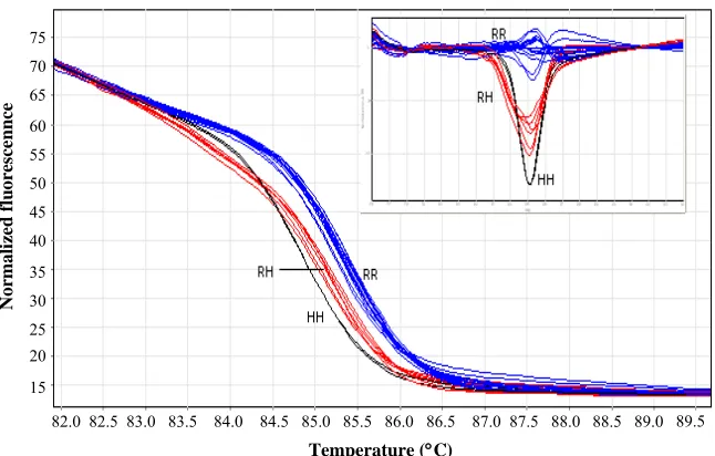 Fig. 1. High resolution melting of XRCC1 gene in 25 samples. RR-, RH- and HH-type curves are shown as RR, RH and HH, respectively