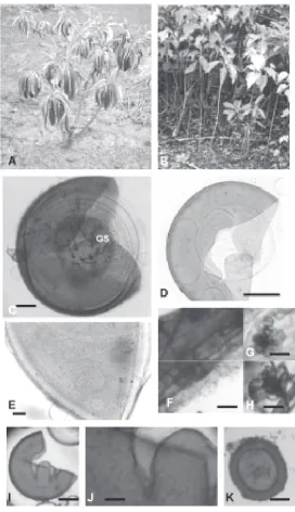 Figure 5. AM spores and colonization of the studied species. A: E. incanus in experimental site
