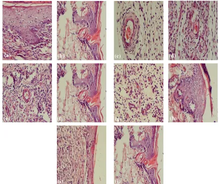 Fig. 6. Influence of chronic morphine administration on pathological parameters: dyskeratotic cells (enlargement (comparison with test 2 group (a and b); endothelium c and d); perivascular infiltration (e and f); spongiosis (g and h) and epidermal infiltration (i and j) in test 1 group in P<0.05).