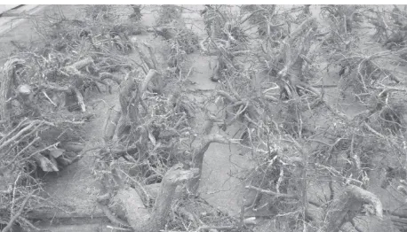 Fig. 3 Washing the soil off the root system using a pressure washer