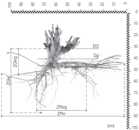 Fig. 5 Morphological parameters of the root system of energy wil-low, identified during the research; D0 –rootstock diameter at the root collar at ground level, Dg – main root diameter at its thickest point, ZGkrg – vertical range of thick roots, ZGkr – vertical range of roots, ZPkrg – horizontal range of thick roots, ZPkr – horizontal range of roots