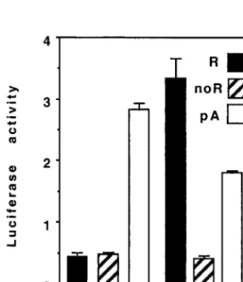 FIG. 2. Rotavirus-like and poly(A) reporter mRNAs. The salient features ofthe DNA matrices used for in vitro synthesis of the different mRNAs used are