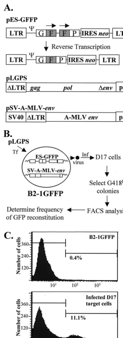 FIG. 1. Structures of MLV-based constructs and direct repeat deletion assayto identify structural determinants of MLV RT important for template switching.
