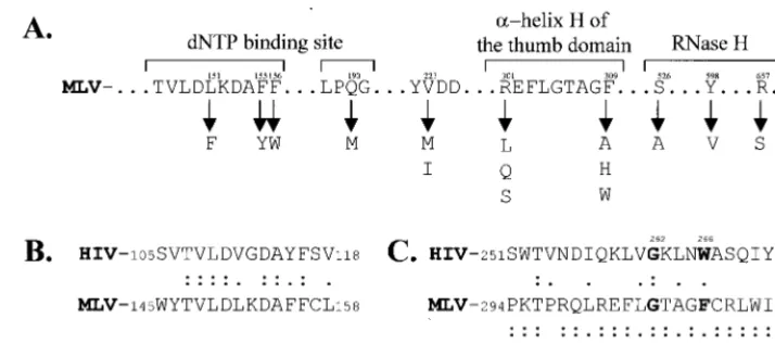 FIG. 2. Mutant forms of MLV RT. (A) Selected regions of the MLV RT primary sequence containing the dNTP-binding site, the YXDD motif, the �the thumb domain, and RNase H