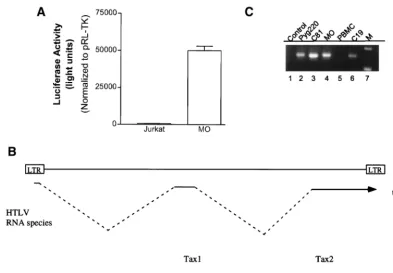 FIG. 3. (A) HTLV-1-luc plasmid (4 �pRL-TK (0.15Oligonucleotide primers and strategy for PCR following reverse transcription of RNA from HTLV-1 and HTLV-2 cell lines