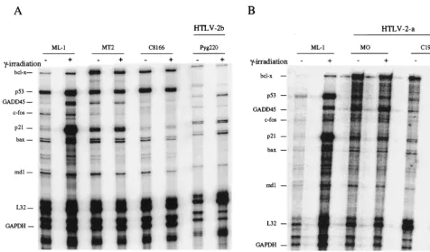 TABLE 1. Effect of �-irradiation on the expression of variousDNA damage-inducible genes