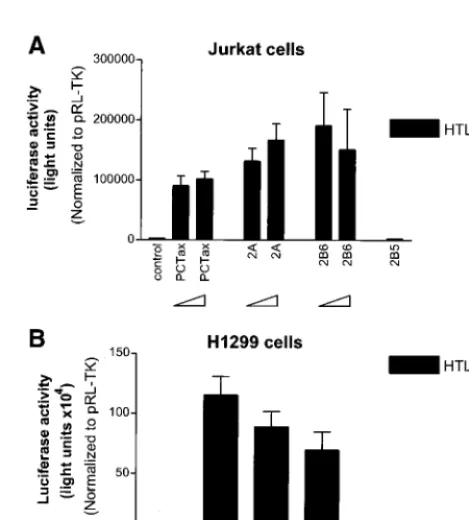 FIG. 5. p53 phosphorylation is increased on Ser15 and Ser392 in HTLV-1-and HTLV-2-immortalized or -transformed cells