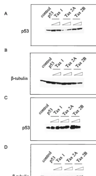 FIG. 8. (A and C) p53 Western blot and (B and D) �Protein extracts (50(A) or H1299 (B) cell transfection were ran on a 4 to 20% SDS gel and probedfor p53 with the DO-1 antibody or forp53 transfected; 3 to 8, p53 expression in the presence of increasing (2 