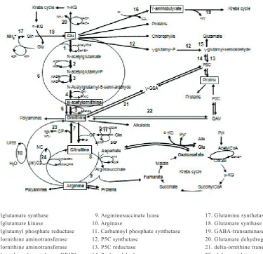Figure 4. Outline of the interrelationships between the metabolic pathways involved in proline and arginine synthesis and degradation in higher plants